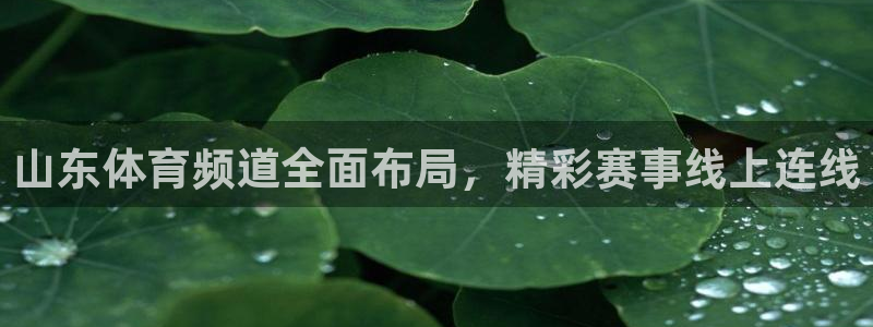 看球吧直播网：山东体育频道全面布局，精彩赛事线上连线
